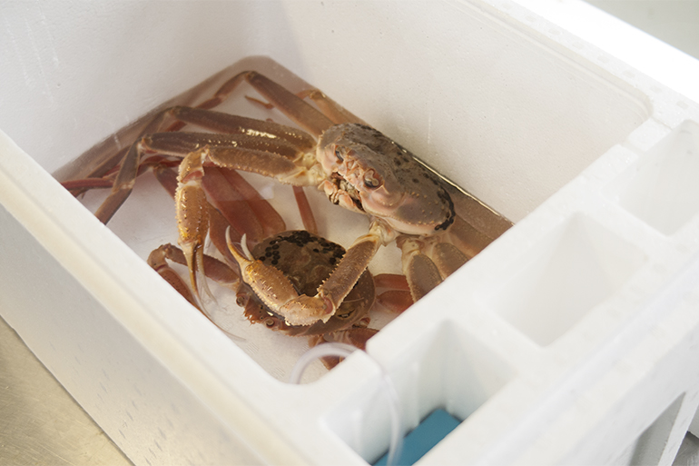 おけさ蟹イメージ